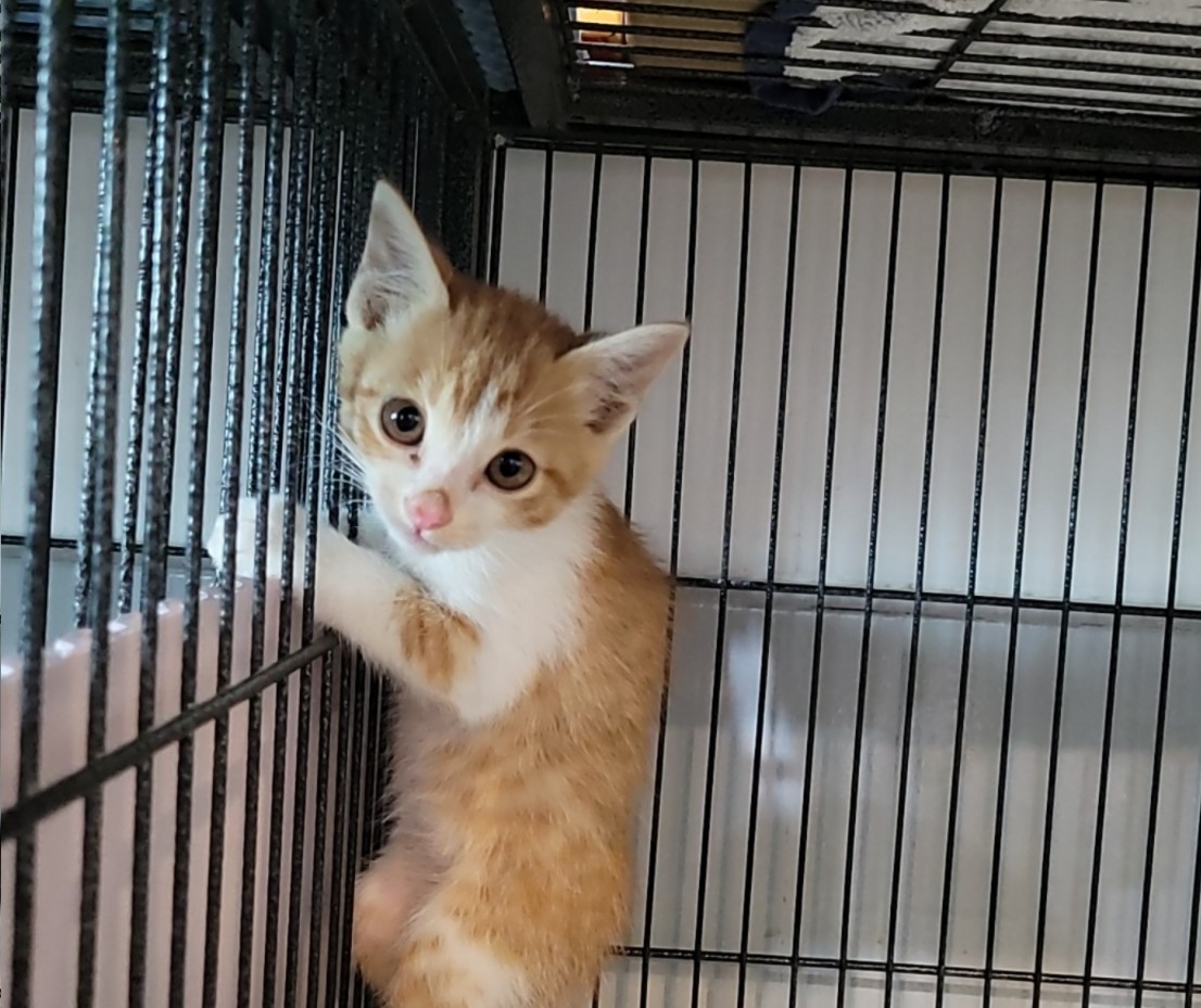 [고양이] 믹스묘 전북-군산-2025-00573 유기동물 배경 이미지 입니다.